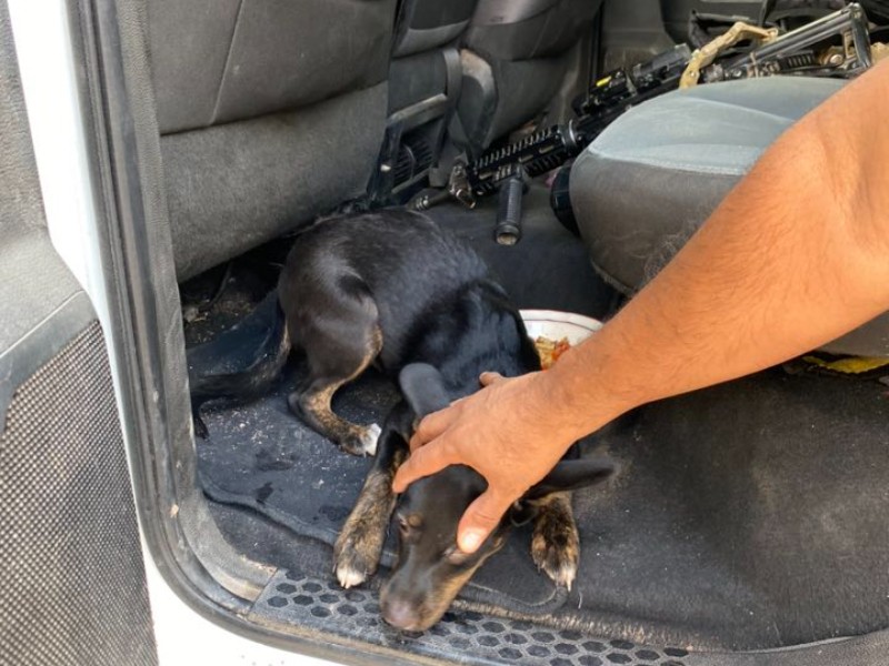 Denuncia ciudadana salva a perrita de cruel agresor, en Navojoa