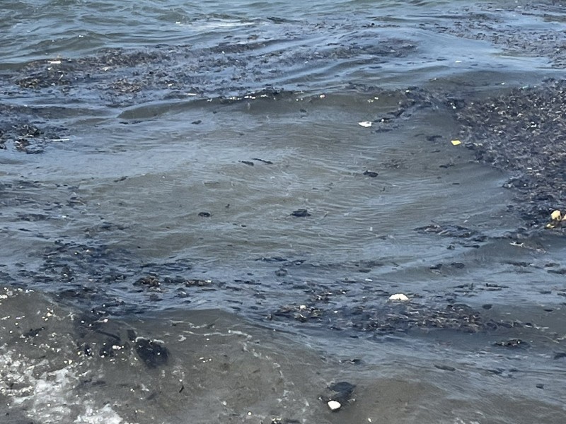 Denuncia contaminación en playas de la Riviera Veracruzana