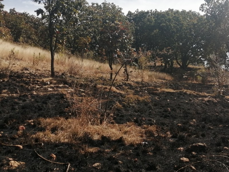 Denuncia Zapopan ante Fiscalía 3 incendios en Bosque El Nixticuil