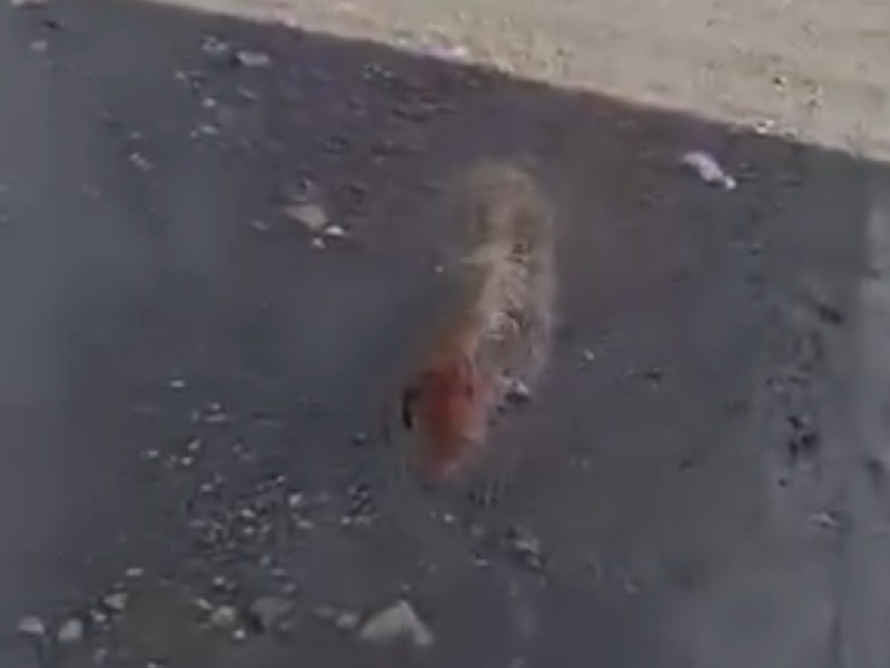 Denuncian abandono de un perro en la Colonia Viveros