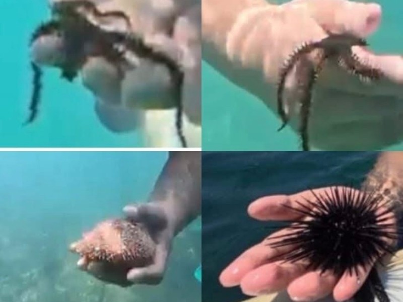 Denuncian afectaciones a fauna marina en la Isla de Ixtapa | Meganoticias
