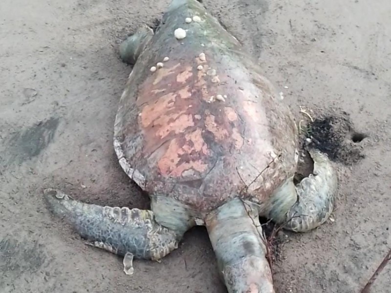 Denuncian aniquilación de tortugas golfinas en Playa Los Corchos Nayarit