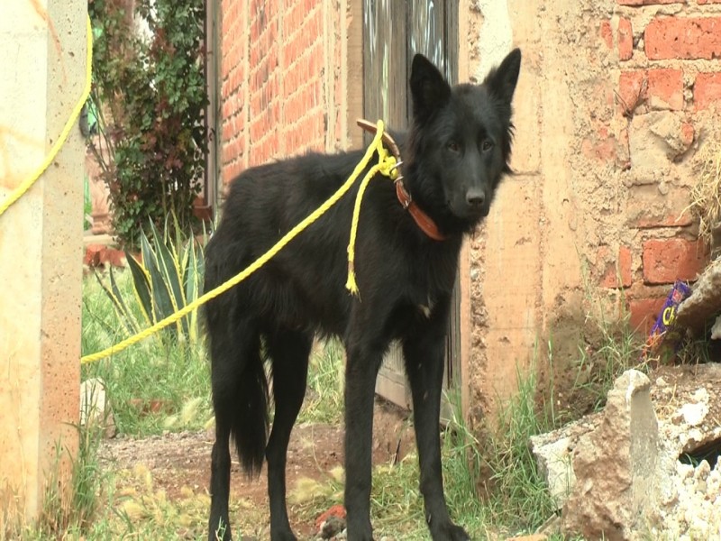 Organizaciones y autoridades presentan denuncias por maltrato animal