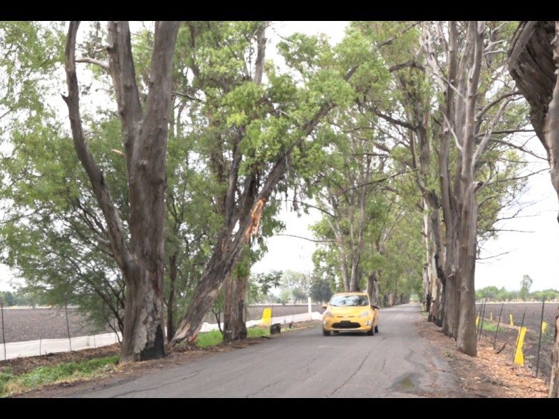 Denuncian árbol a punto de caer;camino a Unión de Liebres