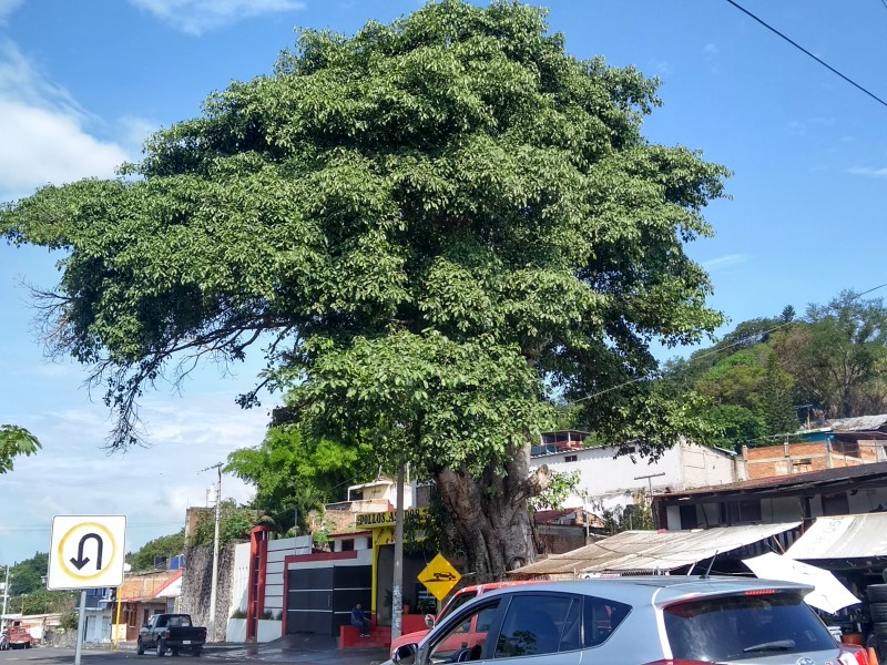 Denuncian árbol que genera inseguridad a la ciudadanía