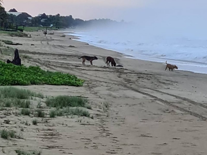 Denuncian ataque de perros a tortugas marinas en playa Blanca