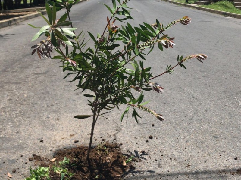 Denuncian bache poncha llantas en Xalapa, vecinos le sembraron árbol