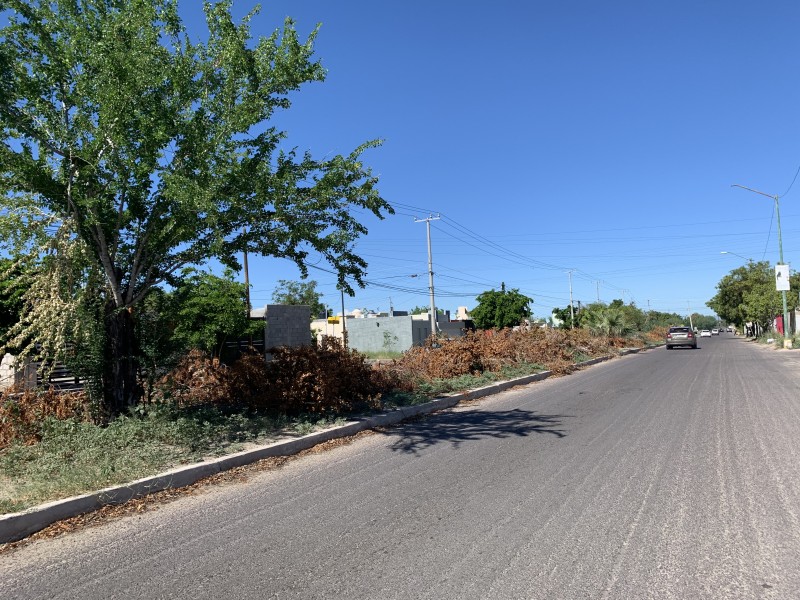 Denuncian basura sobre camellón en bulevar Santa Bárbara