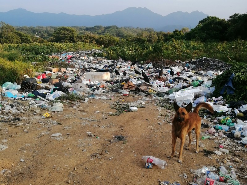 Denuncian basurero a cielo abierto en Alto Lucero