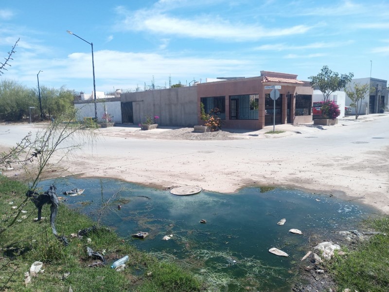 Denuncian brotes de aguas negras en Paseo de la Reina