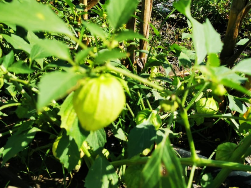 Denuncian campesinos falta de apoyo a productores tomateros