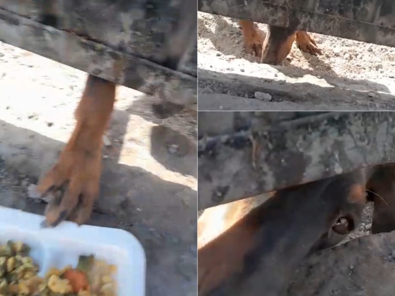 Denuncian caso de maltrato animal, perro abandonado sin alimento