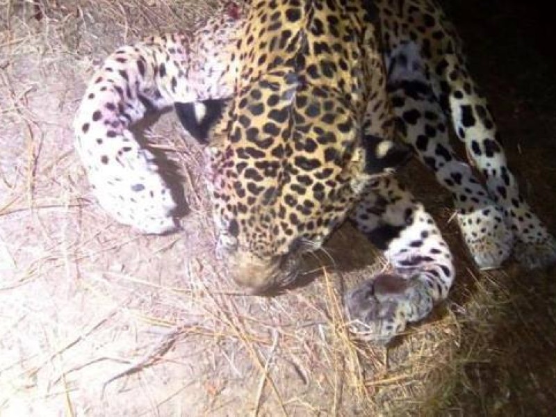 Denuncian caza furtiva de jaguar en Monte Escobedo