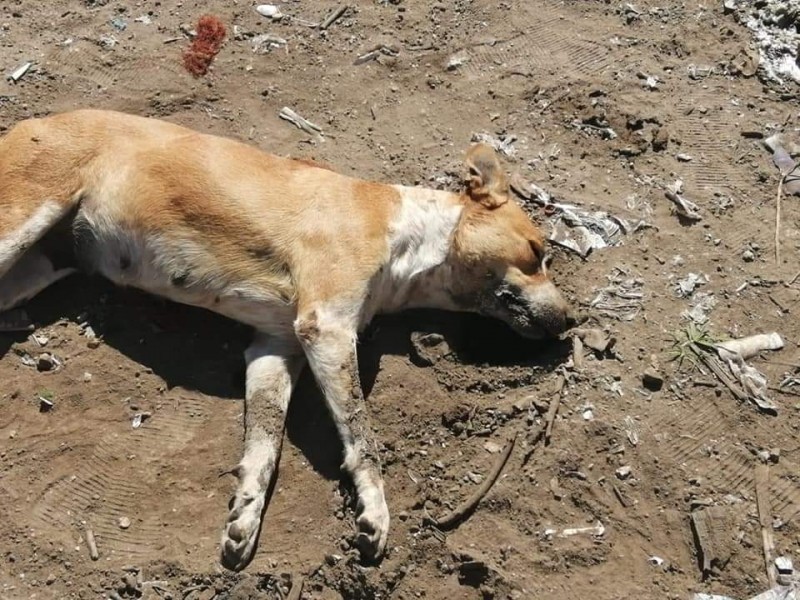 Denuncian ciudadanos envenenamiento de perros en colonia Gobernadores