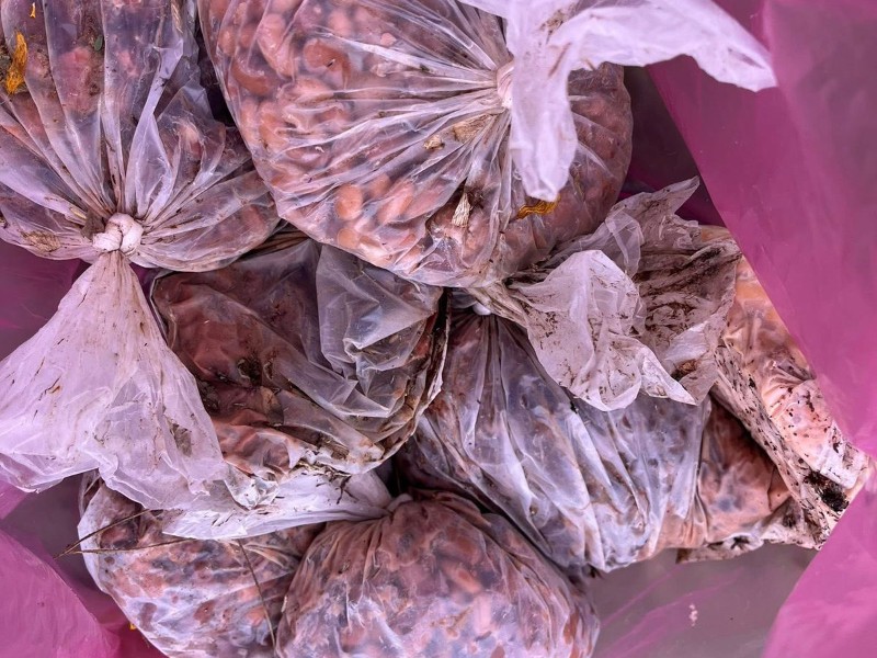 Denuncian colocación de bolsas de frijoles con veneno en Tacoaleche