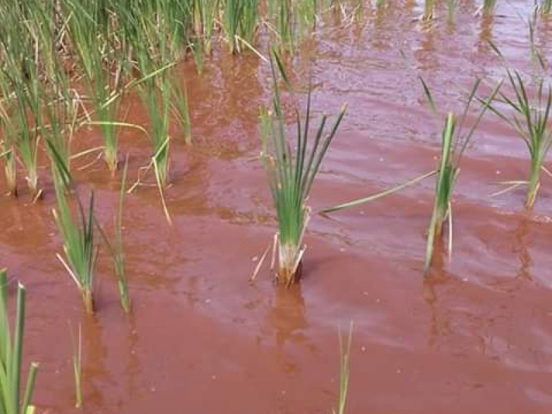 Denuncian contaminación en laguna de San Julián