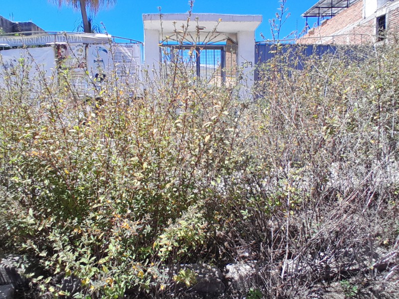 Denuncian crecimiento de maleza en  “Centro de Sanación”