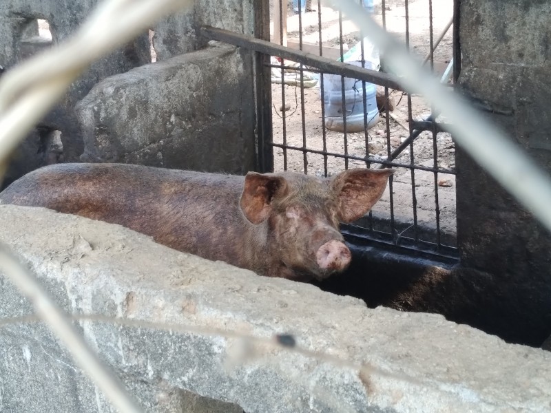 Denuncian criadero de animales irregular en colonia de Tehuantepec