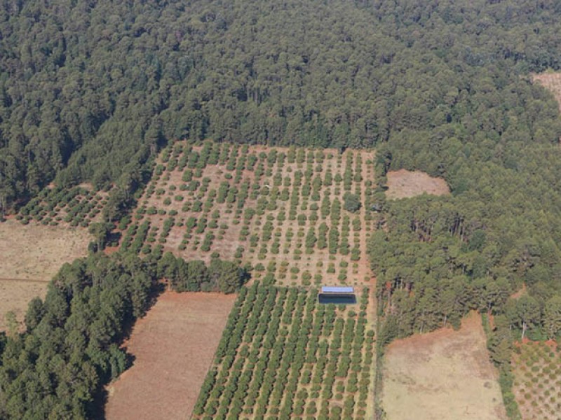 Denuncian daño a 90 hectáreas en Zirahuén