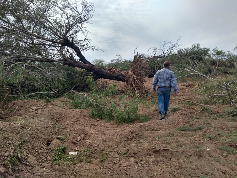 Denuncian deforestación en el Yaqui