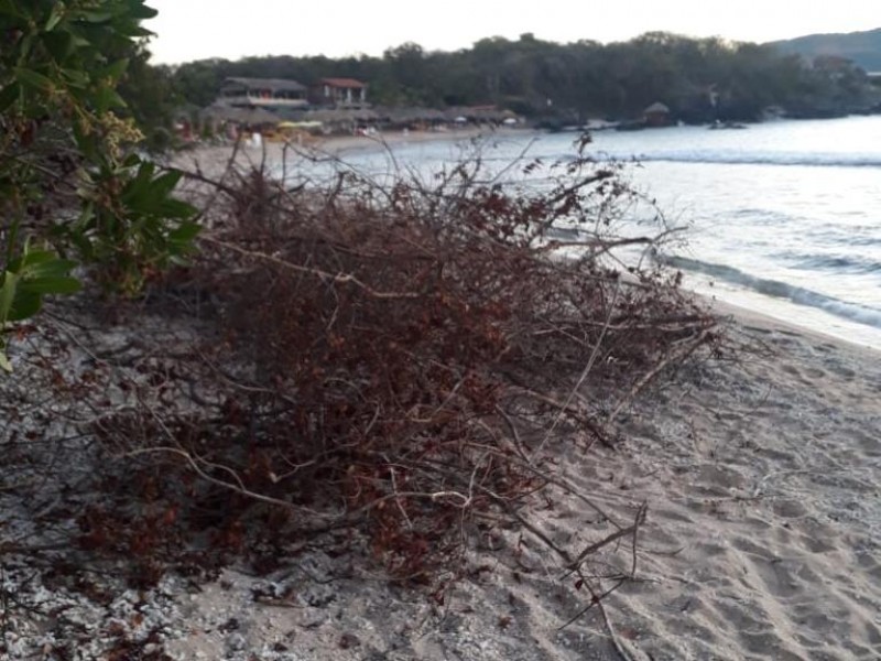 Denuncian destrucción de mangle de Isla de Ixtapa
