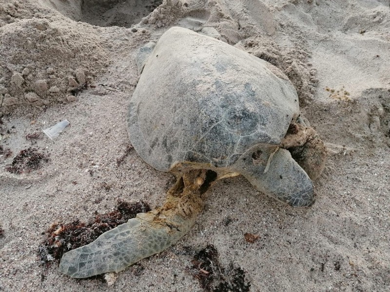 Denuncian ecocidio en la Manga, mueren atropelladas tortugas marinas