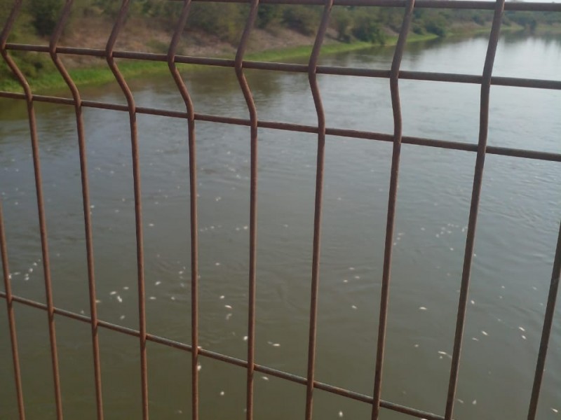 Denuncian muerte de sardinas provocada por termoeléctrica en Petacalco