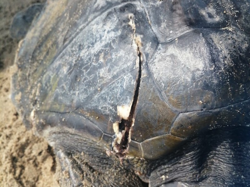 Denuncian el hallazgo de dos tortugas heridas