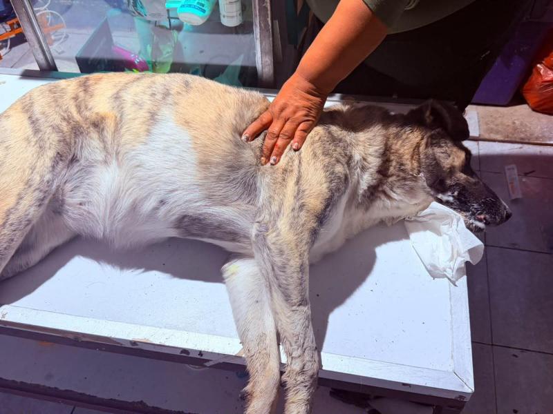 Denuncian envenenamiento de animales en el Fraccionamiento Reforma
