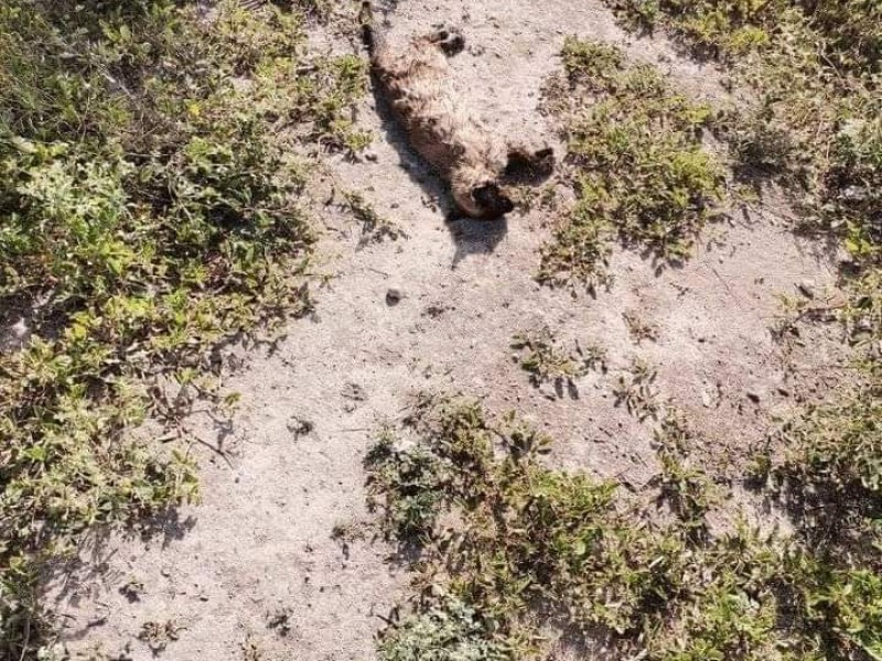 Denuncian envenenamiento de animales en Puerta del Sol