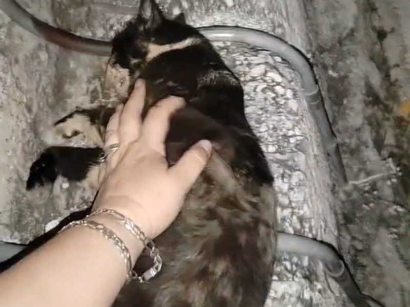 Denuncian envenenamiento de gatos en Tepic, exigen justicia
