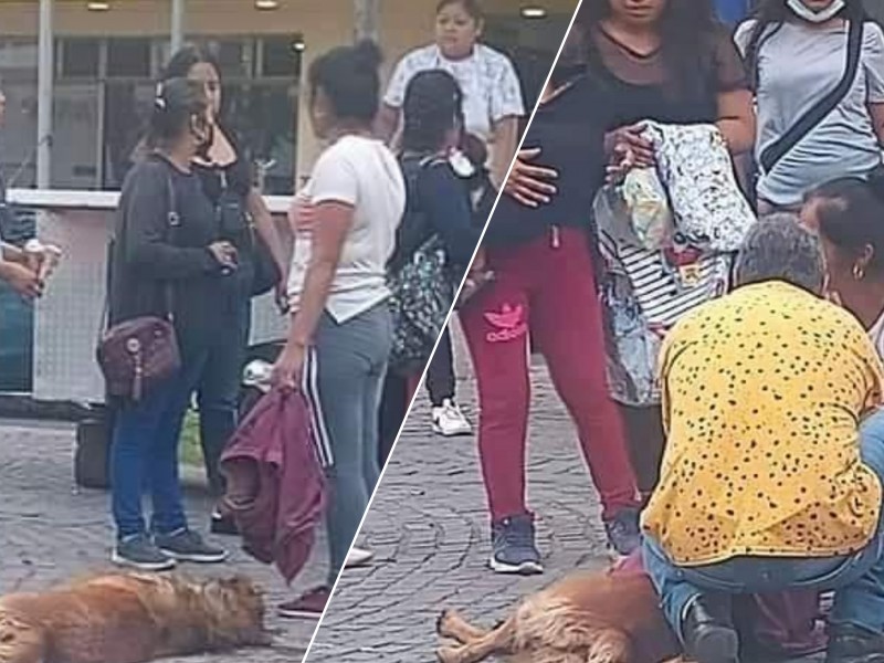 Denuncian envenenamiento de mascotas en Paseo Hidalgo, 2 perritos muertos