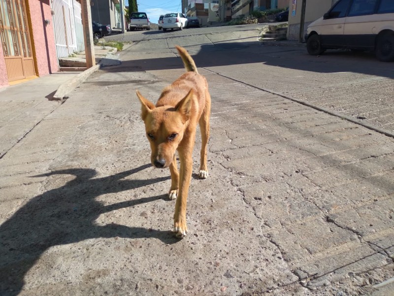 Denuncian envenenamiento de perros en la colonia CNOP