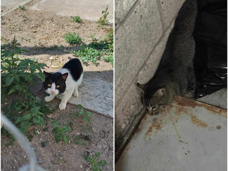 Denuncian envenenamiento masivo de gastos en fraccionamiento