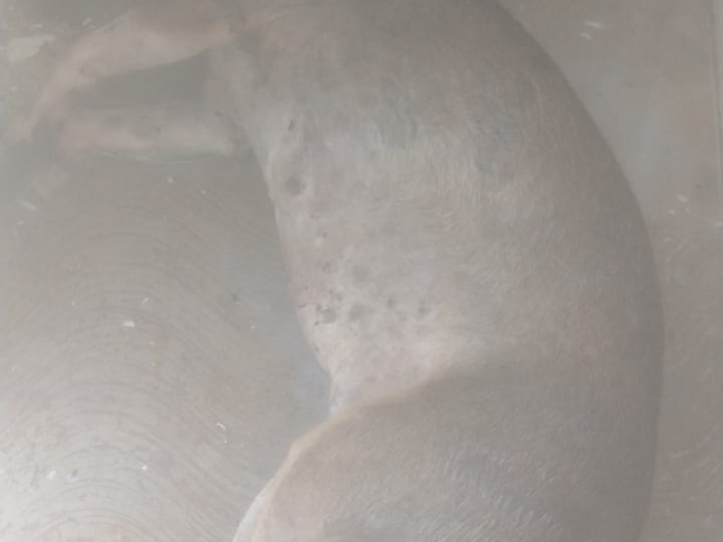 Denuncian envenenamiento masivo de mascotas en Fraccionamiento Arrecife