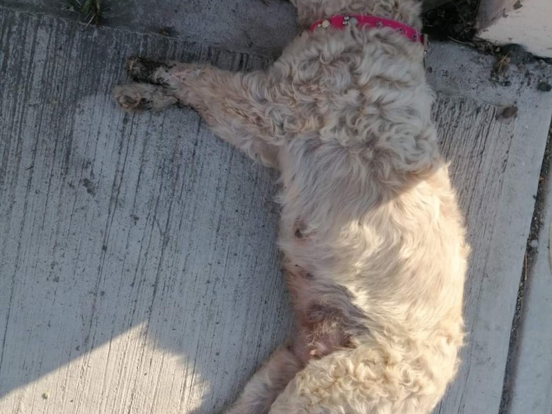 Denuncian envenenamiento masivo de perros en Fraccionamiento Alborada; Xalisco.