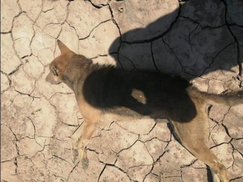 Denuncian envenenamiento masivo de perros en Rosamorada