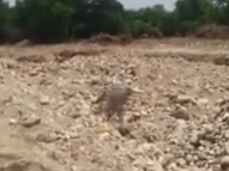 Denuncian extracción ilegal de arena en Pijijiapan