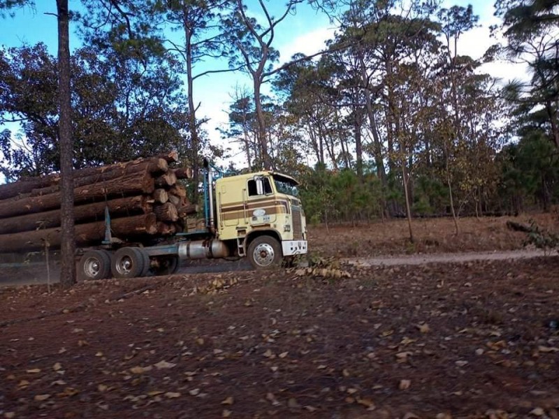 Denuncian habitantes tala de árboles en la Sierra Nayarita