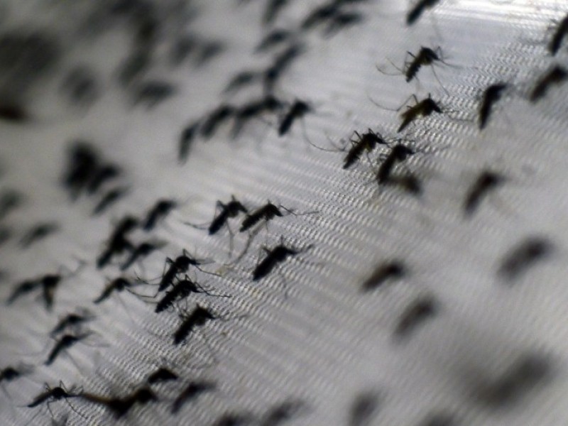 Denuncian invasión de moscos en colonia Aeropuerto