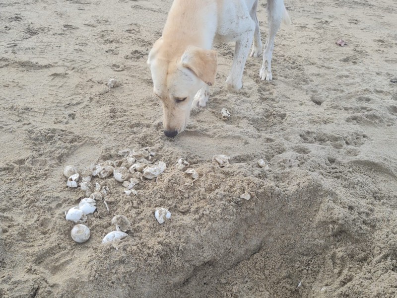 Denuncian jauría de perros en playa Blanca
