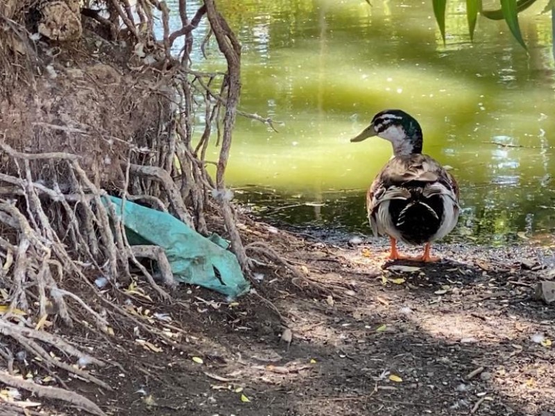 Denuncian mal estado de parque La Encantada