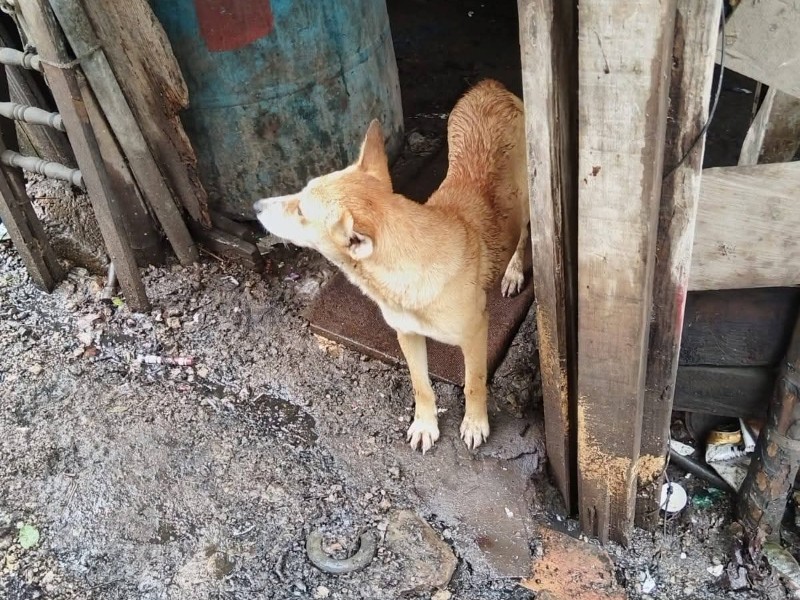Denuncian maltrato animal en colonia Insurgentes de Tepic