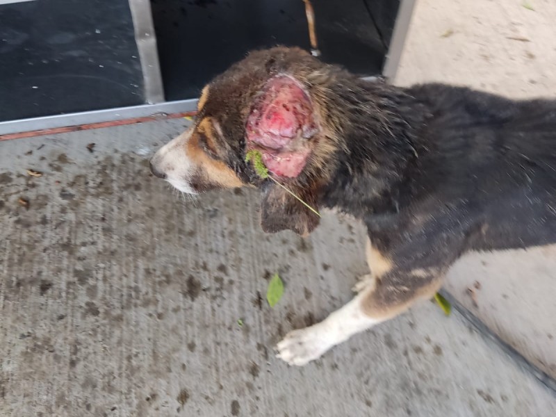 Denuncian maltrato animal en Cuayucatepec