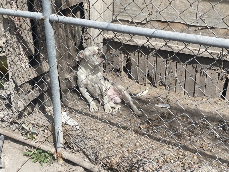 Denuncian maltrato de mascota frente a las vías del tren