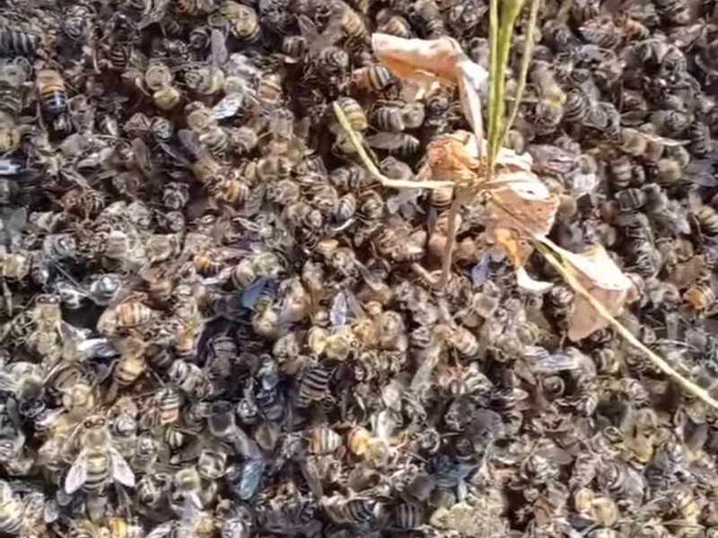 Denuncian mortandad de abejas en zonas rurales de Atoyac