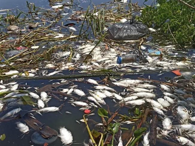 Denuncian mortandad de peces en laguna de Tres Palos, Acapulco