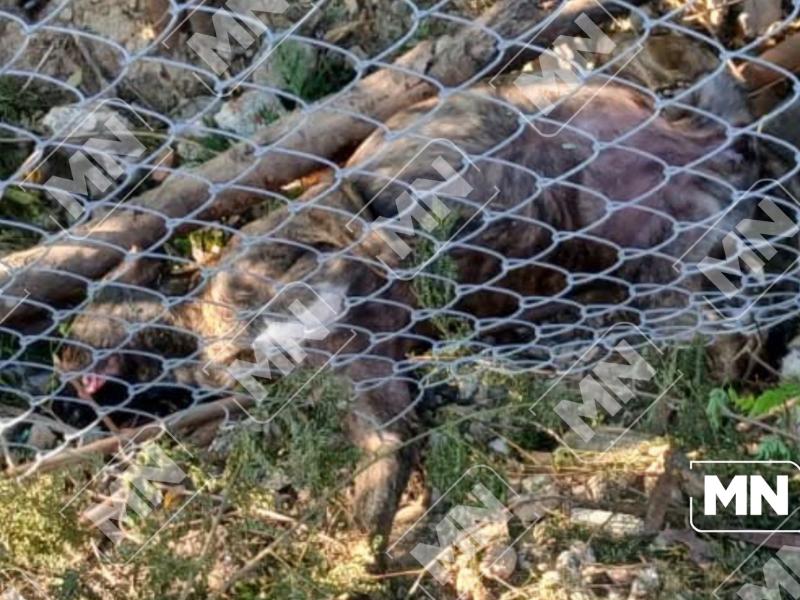 Denuncian muerte de perros por golpes y presunto envenenamiento en Zihuatanejo