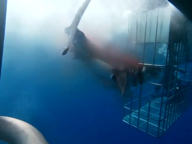 Denuncian muerte de tiburón atorado en jaula