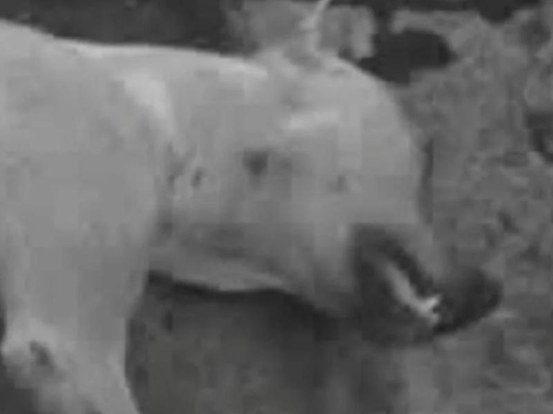 Denuncian muerte de una perrita tras ataque con arma blanca en Tlaquepaque